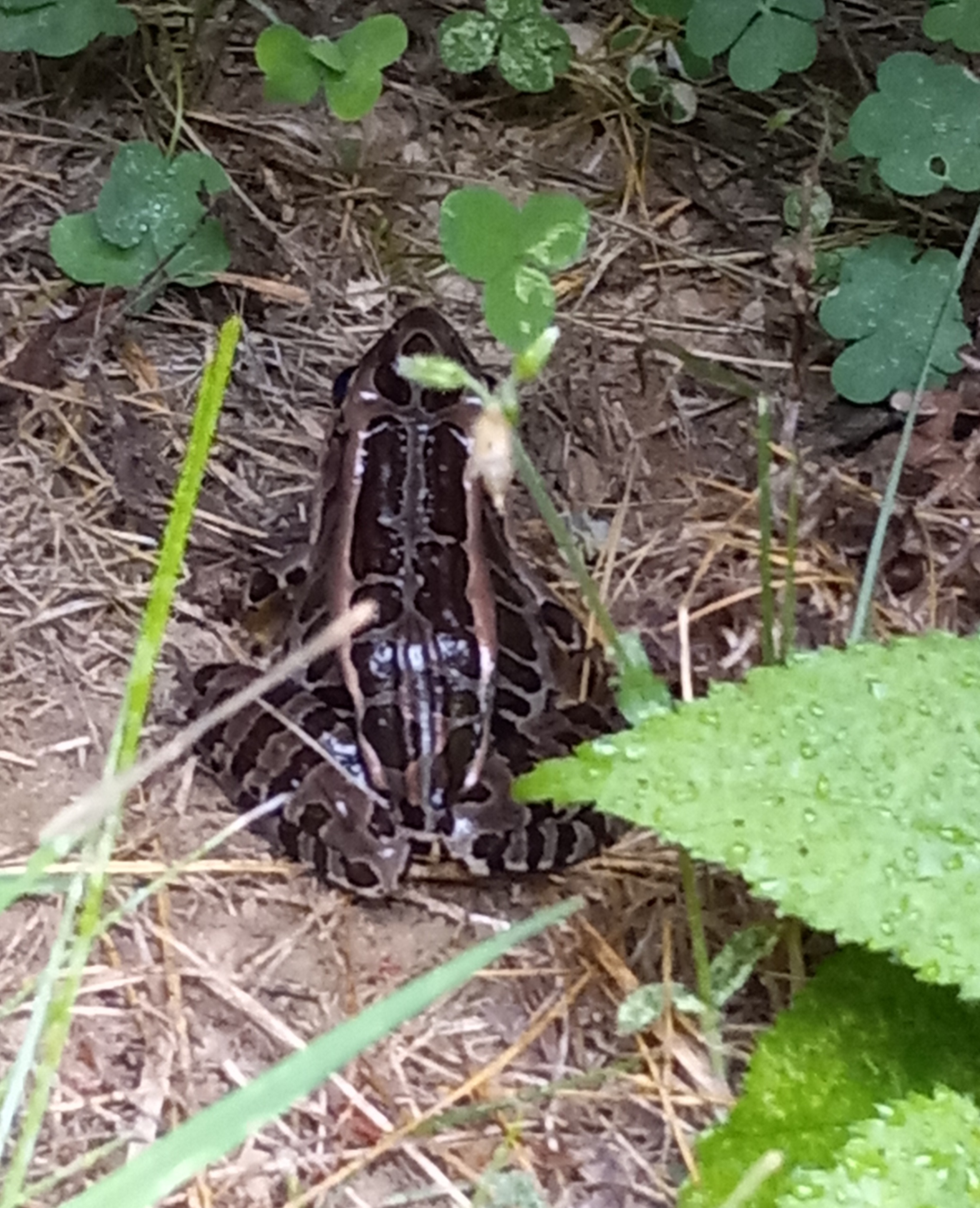 A dark brown and black frog sitting on the ground, surrounded by several green plants