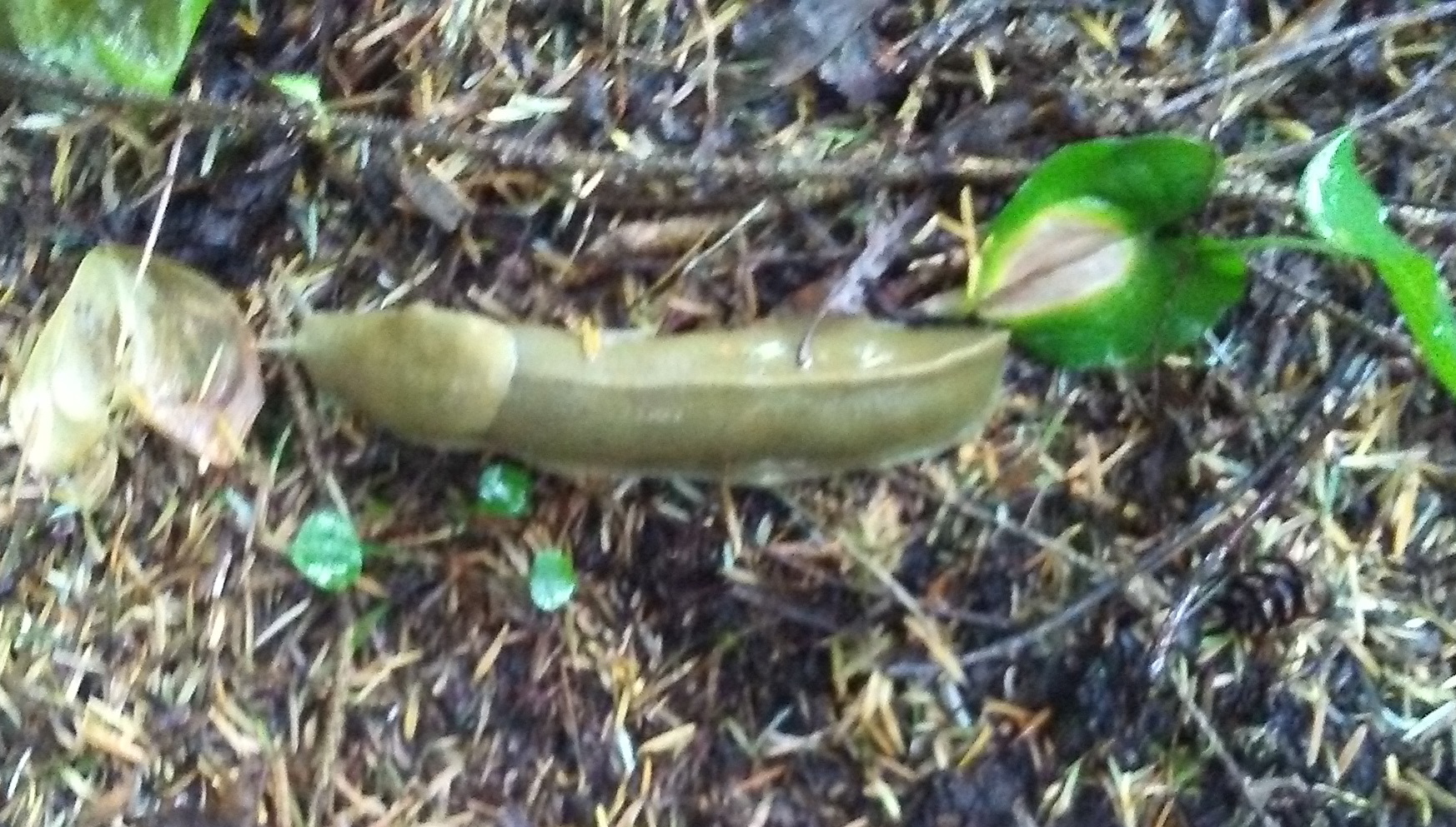 an image of a large yellowish-brown slug on dirt and twigs