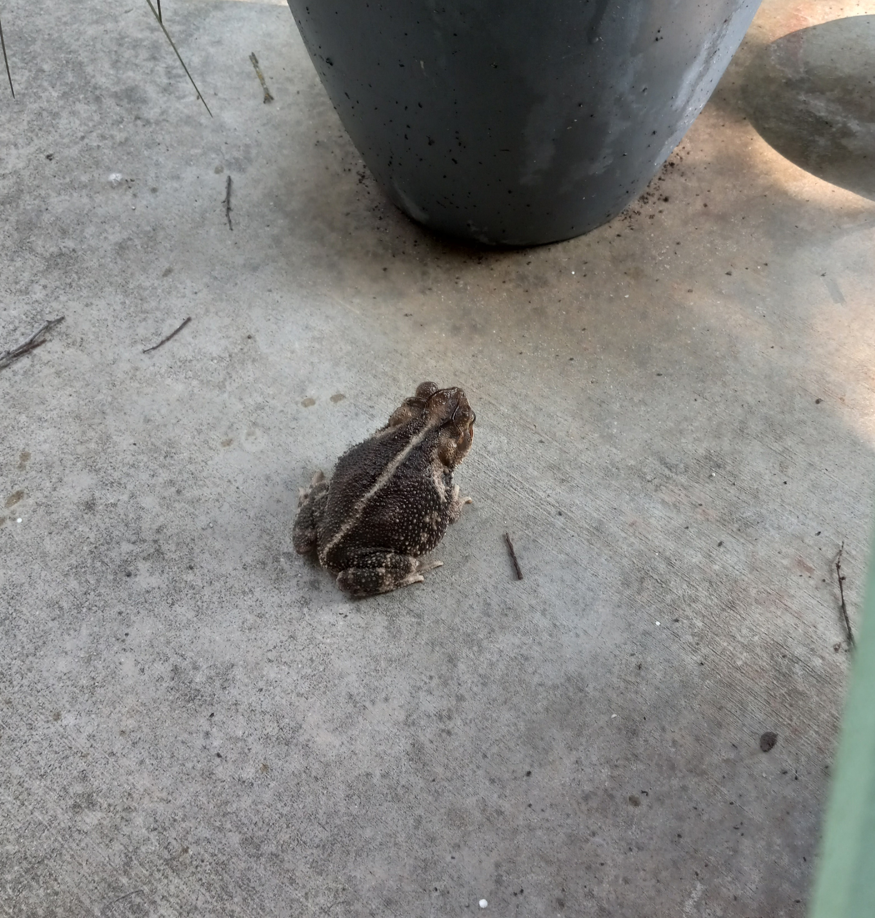 a medium sized brown toad on a concrete porch